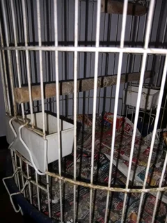 Bird cage for sale