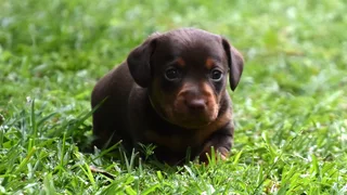 Dachshund puppy