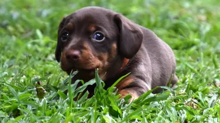 Dachshund puppy