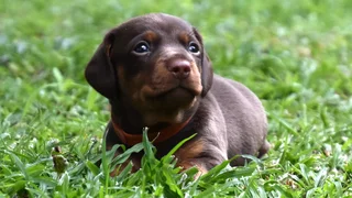 Dachshund puppy