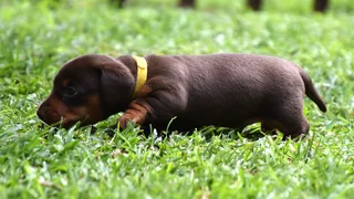 Dachshund puppy