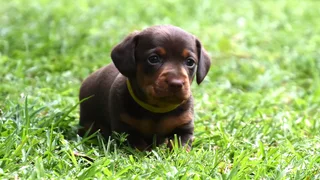 Dachshund puppy