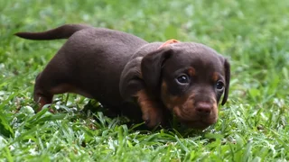 Dachshund puppy