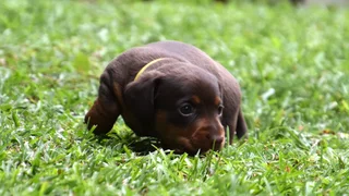 Dachshund puppy