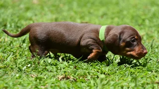 Dachshund puppy