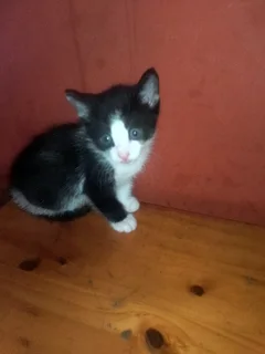 Kitten for sale