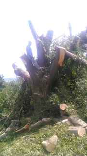 Tree Felling and site clearance &#64; affordable prices