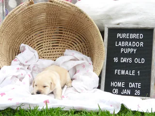 Labrador puppies