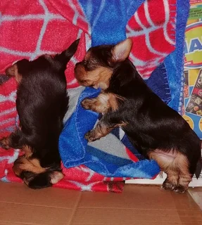 Pocket size yorkie female puppies
