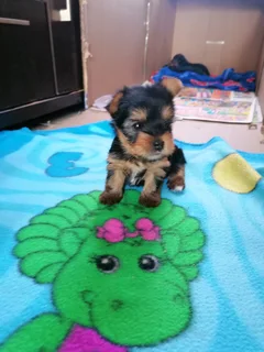 Pocket size yorkie female puppies