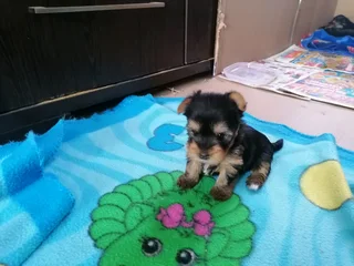 Pocket size yorkie female puppies