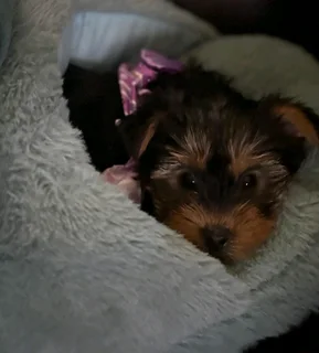 Pocket size yorkie female puppies