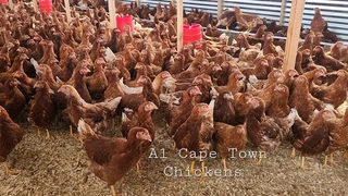 Point Of Lay Lohman Brown Laying Hens Cape Town Western Cape