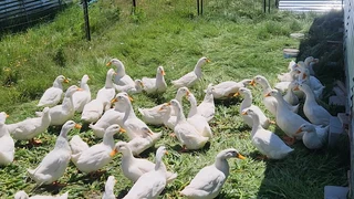 Pekin Ducks For Sale Cape Town