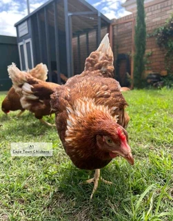 Lohman Brown And White Leghorn Laying Hens