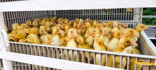 Pekin Ducklings Available Weekly Cape Town Western Cape