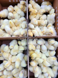 Day Old Broiler Chicks Available Western Cape, Northern Cape And Eastern Cape
