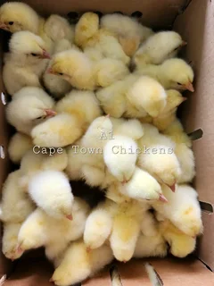 DAY OLD BROILER CHICKS AVAILABLE WESTERN CAPE, NORTHERN CAPE AND EASTERN CAPE