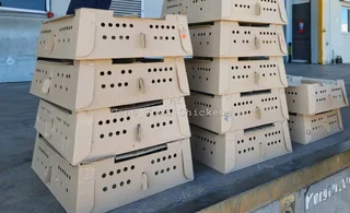 DAY OLD BROILER CHICKS AVAILABLE WESTERN CAPE, NORTHERN CAPE AND EASTERN CAPE