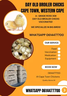 DAY OLD BROILER CHICKS AVAILABLE WESTERN CAPE, NORTHERN CAPE AND EASTERN CAPE