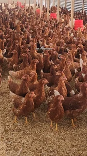Laying Hens Available Cape Town, Western Cape