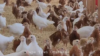 Laying Hens Available Cape Town Chickens. Delivery Available N1, N2 , N7