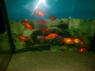 Looking for Unwanted Gold Fish