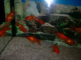 Looking for Unwanted Gold Fish