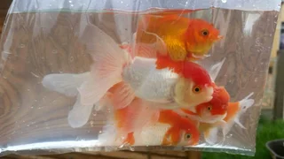 Looking for Unwanted Gold Fish