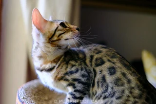 Bengal Kittens Cape Town