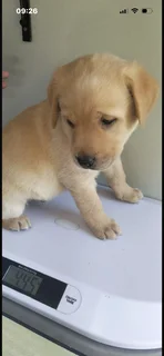 Labrador pup