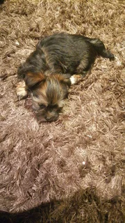 Pups - Ad posted by candice arnold