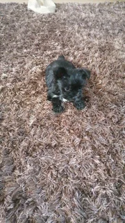 Pups - Ad posted by candice arnold