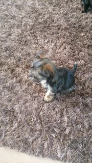 Pups - Ad posted by candice arnold