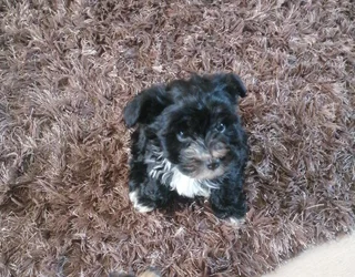 Pups - Ad posted by candice arnold