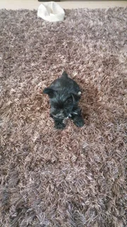 Pups - Ad posted by candice arnold