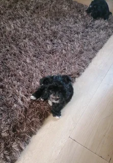 Pups - Ad posted by candice arnold