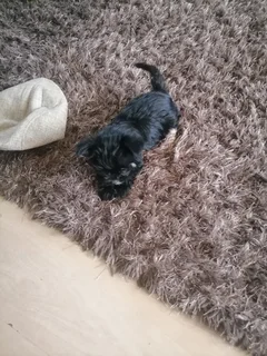 Pup - Ad posted by candice arnold