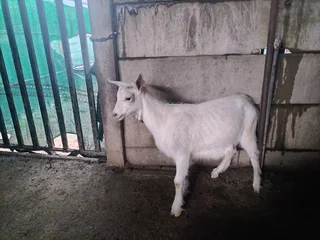 Saanen goat