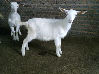 Saanen goat