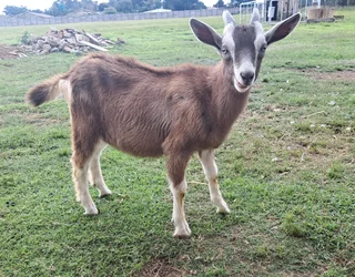 Toggenburg - Ad posted by Lecinda Cloete