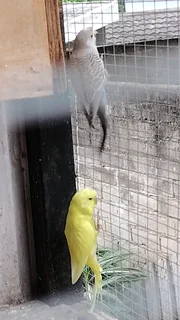 Budgies for sale 100 crested 150