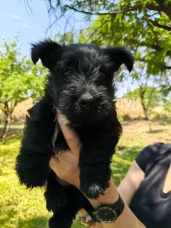 Scottish terrier puppy