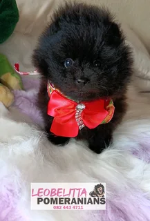 Pomeranian/Toypom male