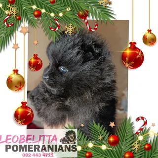 Pomeranian/Toypom male