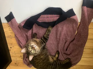 Striking Reversible Jersey Knit