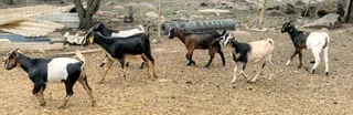 Goats available