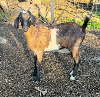 Goat package available