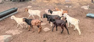 Young goats