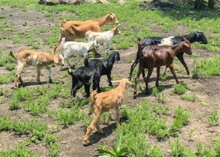 Goats available